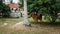 A brown cow tied to the coconut tree with ropes at the field. Celebration the Muslim Eid Al-Adha