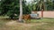 A brown cow tied to the coconut tree with ropes at the field. Celebration the Muslim Eid Al-Adha