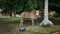 A brown cow tied to the coconut tree with ropes at the field. Celebration the Muslim Eid Al-Adha