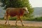 Brown cow walking on a path on the embankment of river Danube