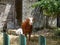 Brown Cow with White Mark grazing near Sari Temple Candi Kalasan, Sleman, Central Java, Yogyakarta, Indonesia