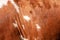 brown cowhide background texture