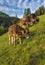 Brown cows in an Alpine meadow