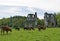 Brown cows approaching Roche Abbey.