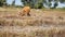 Brown cows ate the fields with ease.