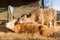 Brown cows in a cowshed or barn on a cattle farm, UK