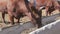 Brown cows on a farm eat hay