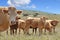 Brown cows in a field