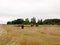 Brown cows in a field farm land grass meadow overcast