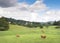 brown cows graze in green grassy meadow near village not far from french city of limoges