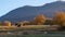 Brown cows graze by the mountains