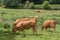 Brown cows grazing in farmland