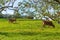 Brown cows grazing on a green field. Asturias