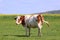 Brown cows grazing on green meadow grass landscapes