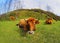 Brown Cows in La Arboleda near Bilbao