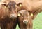 Brown cows, mother and kid