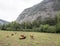 Brown cows in mountain meadow near vars in alps of haute provence