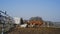 Brown cows in mud filed with feeder