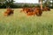 Brown cows in open field