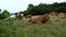 Brown cows on pasture during grazing.