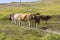 Brown cows pasture in Italian Alps with cableway in background