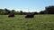 Brown Cows Resting on green pasture in Huelva, Andalusia, Spain