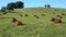 Brown Cows Resting on green pasture in Huelva, Andalusia, Spain