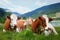 Brown cows resting in the pasture