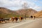 brown cows walk