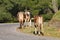 Brown cows walk slowly along the road on a hillside in Turkey