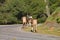 Brown cows walk slowly along the road on a hillside in Turkey