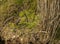 Brown Crake, Amaurornis akool