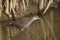 Brown Crake or Amaurornis akool, up close