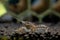 Brown crayfish dwarf shrimp crawling on aquatic soil to look for food with other decoration as background in freshwater aquarium