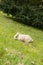 Brown cream young rabbit eating grass on a hill