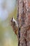 Brown Creeper (Certhia americana)