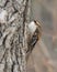 Brown Creeper hitches upward in a tree