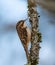 Brown Creeper hitches upward in a tree