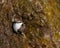 Brown Creeper on tree trunk