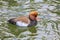 Brown Crested Duck