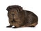 Brown crested guinea pig on white
