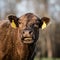 Brown crossbred beef cow head - square