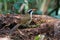 Brown-crowned Scimitar Babbler Pomatorhinus ferruginosus Beautiful Birds of Thailand perching on the tree