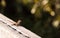 Brown Cuban anole Anolis sagrei perches on a fence