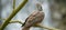 Brown cuckoo-dove