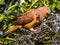 Brown Cuckoo-Dove in Queensland Australia