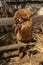 brown curly alpaca looks over a wooden fence in a farm