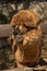 brown curly alpaca looks over a wooden fence in a farm