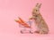 Brown cute baby rabbit standing and hold the shopping cart with baby carrots.