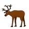 Brown cute cartoon hand drawn cartoon deer with antlers or caribou is going to somewhere. Animal is isolated on white background